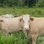 Transporte especial para animales buenas prácticas para garantizar su bienestar