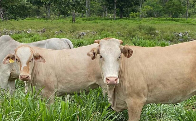 Transporte especial para animales: buenas prácticas para garantizar su bienestar