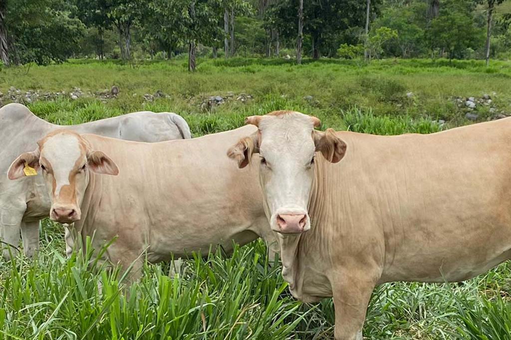 Transporte especial para animales buenas prácticas para garantizar su bienestar