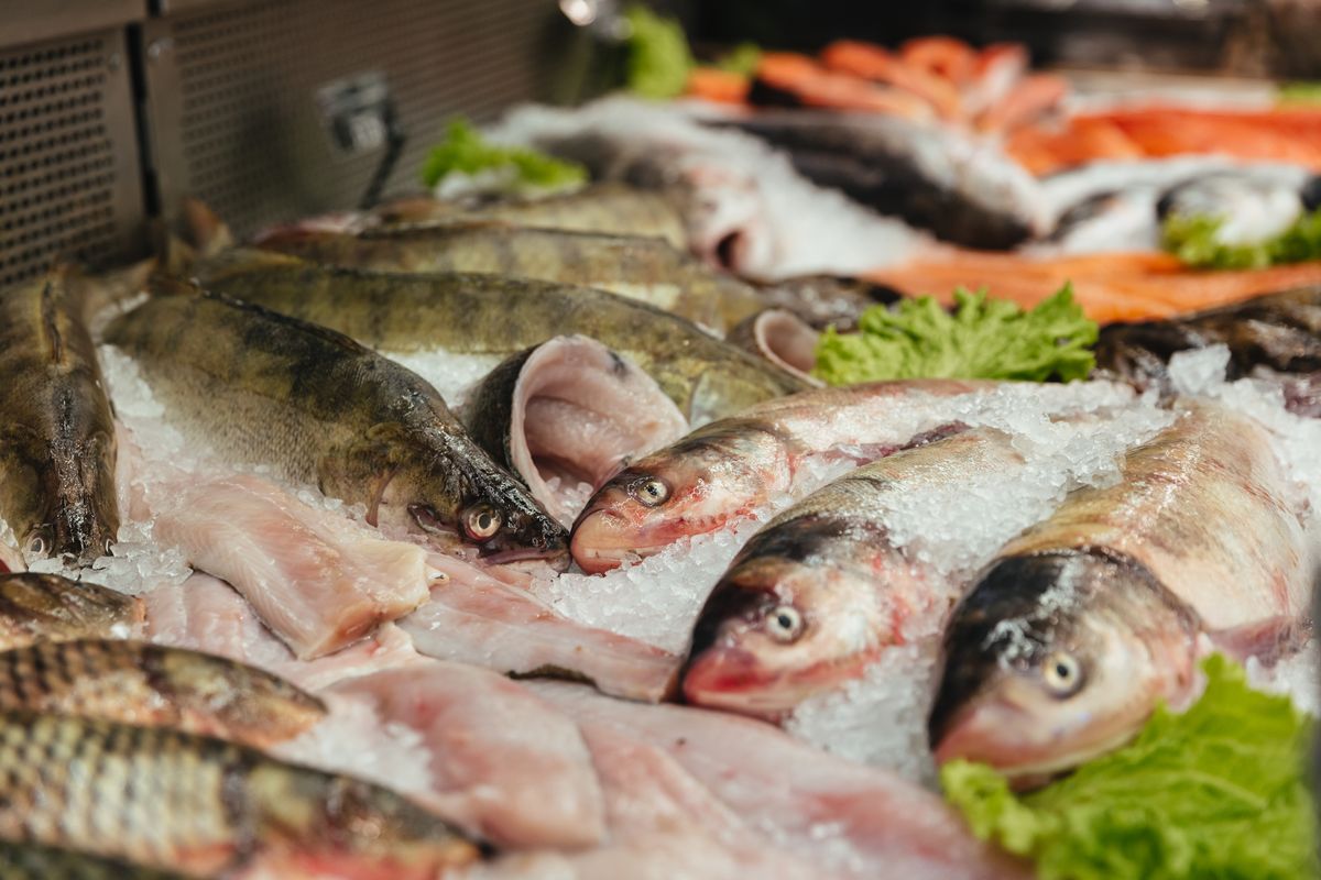 Distribuidor de pescado fresco